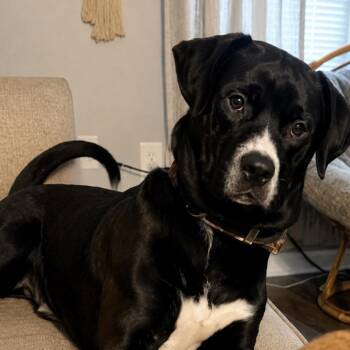 Jasper -  Mixed Breed Dog for Adoption in Lynchburg, Virginia - Jasper | PetCurious