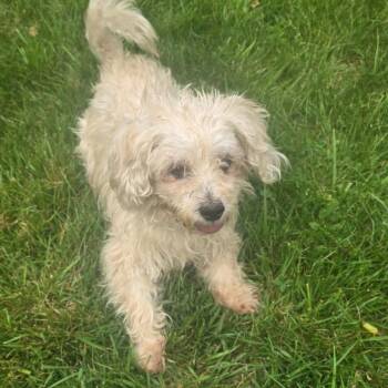 Happy Jack -  Cavalier King Charles Spaniel and Bichon Frise Dog for Adoption in Martinsburg, West Virginia - Happy Jack | PetCurious