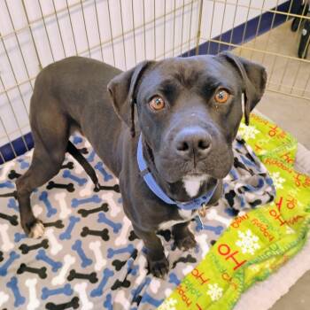 Rescue Terrier and Mixed Breed Dogs for Adoption in Show Low, Arizona - Julius | PetCurious