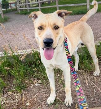 Finn -  Labrador Retriever Dog for Adoption in Golden, Colorado - Finn | PetCurious