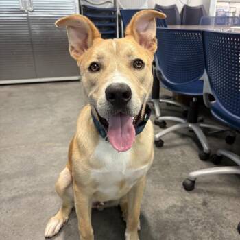 Dunkin -  Labrador Retriever Dog for Adoption in Statesboro, Georgia - Dunkin | PetCurious