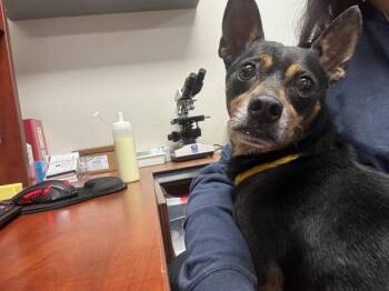 PAPI -  Chihuahua and Mixed Breed Dog for Adoption in Pasadena, Texas - PAPI | PetCurious