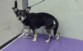 Chihuahua and Mixed Breed Dogs Available for Adoption in Houston, Texas - FRIJOL | PetCurious