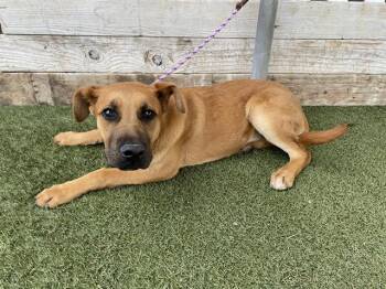 German Shepherd Dog and Pit Bull Terrier Dogs Available for Adoption in Modesto, California - A609266 | PetCurious