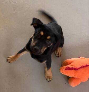 Sophia -  Black And Tan Coonhound and Labrador Retriever Dog for Adoption in Rochester, New York - Sophia | PetCurious
