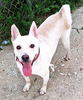 Rescue Canaan Dog and Yellow Labrador Retriever Dogs for Adoption in New York, New York - LUCKY: "In NY: Foster Or Forever Home Needed!" | PetCurious
