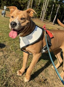 Rescue Hound Dogs for Adoption in Troy, Alabama - Razzy | PetCurious