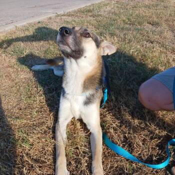 Rescue German Shepherd Dog and Husky Dogs for Adoption in Tulsa, Oklahoma - Snoopy | PetCurious