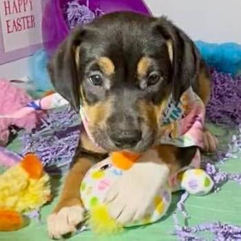 Labrador Retriever Dogs Available for Adoption in Grand Bay, Alabama - Peter | PetCurious