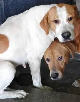 Memphis -  Hound Dog Available for Adoption in Evansville, Indiana - Memphis | PetCurious