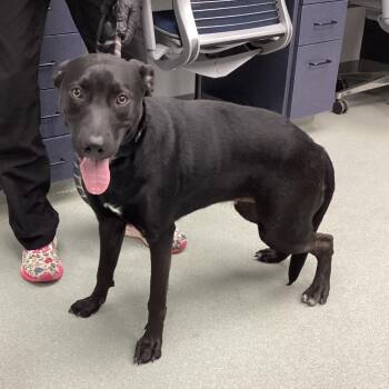 Shepherd and Mixed Breed Dogs Available for Adoption - Raven | PetCurious