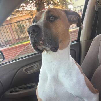 Duke -  Pit Bull Terrier and Mixed Breed Dog for Adoption in Pasadena, California - Duke | PetCurious