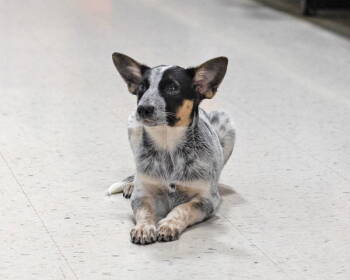Rescue Australian Shepherd and Cattle Dog Dogs for Adoption in Utica, Michigan - Winnie | PetCurious
