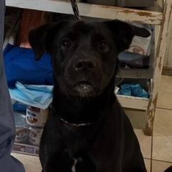 King -  Black Labrador Retriever and Mixed Breed Dog for Adoption in Washington, Pennsylvania - King | PetCurious