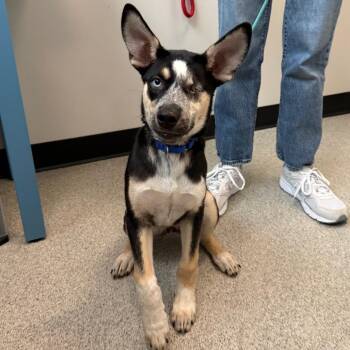 Rib-eye -  Husky and None Dog for Adoption in Chicago, Illinois - Rib-eye | PetCurious