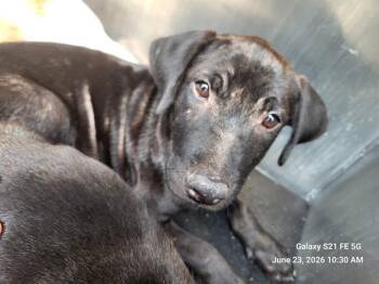 CASH -  American Staffordshire Terrier Dog for Adoption in San Antonio, Texas - CASH | PetCurious