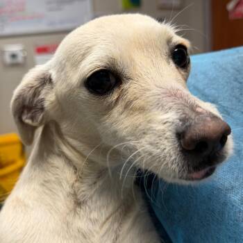 Chihuahua and Mixed Breed Dogs Available for Adoption - Pop | PetCurious