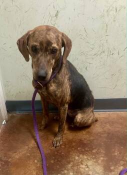 Plott Hound Dogs Available for Adoption in Toms River, New Jersey - Brinley | PetCurious