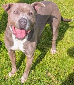 Pit Bull Terrier Dogs Available for Adoption in Akron, Ohio - CLYDE | PetCurious