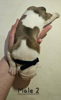 American Bulldog Dogs Available for Sale - Spot | PetCurious