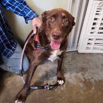 Rescue Husky and Black Labrador Retriever Dogs for Adoption in Eureka Springs, Arkansas - Trixie May | PetCurious