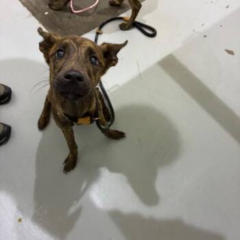 Keelie -  Shepherd and Mixed Breed Dog for Adoption in Binghamton, New York - Keelie | PetCurious