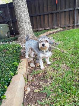 Deam Martin -  Schnauzer and Lhasa Apso Dog for Adoption in Benbrook, Texas - Deam Martin | PetCurious