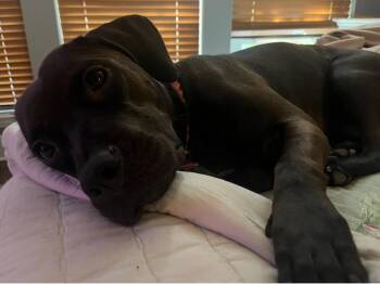 Rescue Cane Corso and Black Labrador Retriever Dogs for Adoption in Wills Point, Texas - Lady | PetCurious