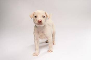 Torch -  Mixed Breed Dog for Adoption in Fort Worth, Texas - Torch | PetCurious