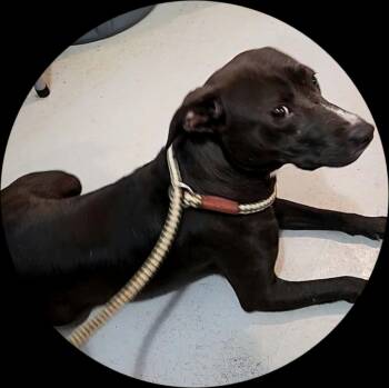 Mesa -  Feist and Whippet Dog for Adoption in Hoopeston, Illinois - Mesa | PetCurious
