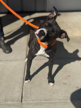 Crow -  Pit Bull Terrier and Mixed Breed Dog for Adoption in Benton Harbor, Michigan - Crow | PetCurious