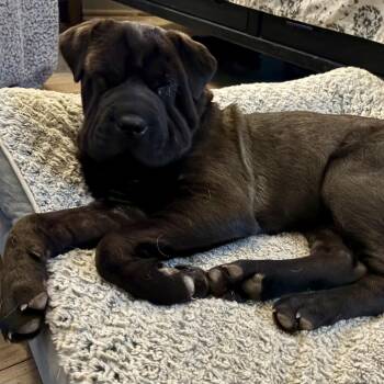 Shar Pei Dogs Available for Adoption in Raleigh, North Carolina - Rhode Island (Isla) | PetCurious