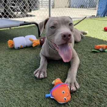 Corleone -  Pit Bull Terrier Dog for Adoption in Hawthorne, California - Corleone | PetCurious