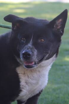 Rescue Mixed Breed Dogs for Adoption in Walla Walla, Washington - Roxie | PetCurious