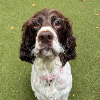 Molly -  English Springer Spaniel Dog for Adoption in Providence, Rhode Island - Molly | PetCurious