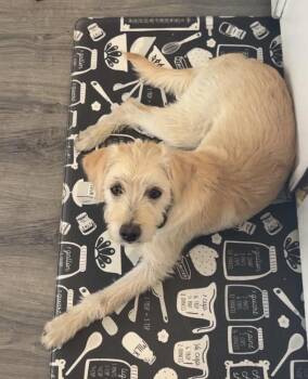 Honey -  Goldendoodle Dog for Adoption in Vancouver, Washington - Honey | PetCurious