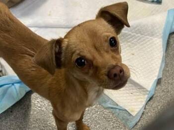 Chihuahua Dogs Available for Adoption - SWEETART | PetCurious