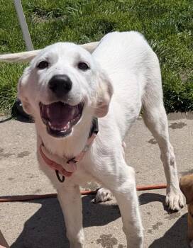 Zucchini -  Anatolian Shepherd Dog for Adoption in Cheektowaga, New York - Zucchini | PetCurious