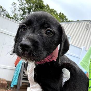 Poodle and Mixed Breed Dogs Available for Adoption in Eastford, Connecticut - CT Victory Avail May 31 | PetCurious