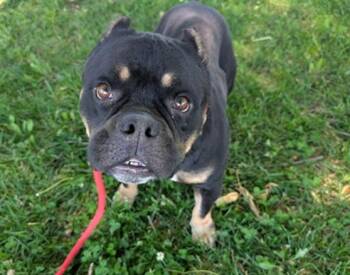BELLE -  Pit Bull Terrier and American Bulldog Dog for Adoption in Antioch, California - BELLE | PetCurious