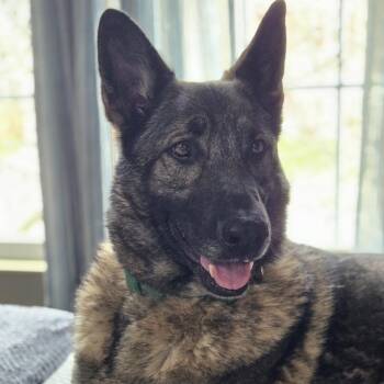 German Shepherd Dog Dogs Available for Adoption - Timberland | PetCurious