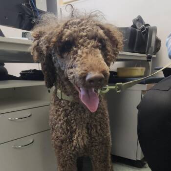 Max -  Golden Retriever and Standard Poodle Dog for Adoption in Clearwater, Florida - Max | PetCurious