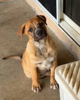 Louise -  Black Mouth Cur Dog for Adoption in Harlingen, Texas - Louise | PetCurious