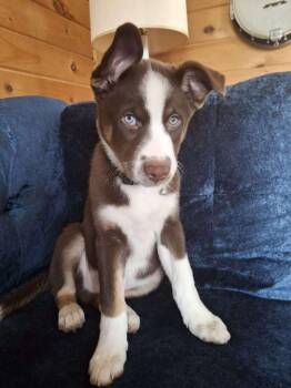 SAKARI -  Husky Dog Available for Adoption in Ironwood, Michigan - SAKARI | PetCurious
