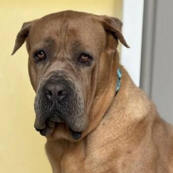 Cane Corso Dogs Available for Adoption in Phoenixville, Pennsylvania - Karla | PetCurious