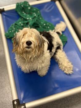 Rescue Shih Tzu Dogs for Adoption in Dallas, Texas - HOMER | PetCurious