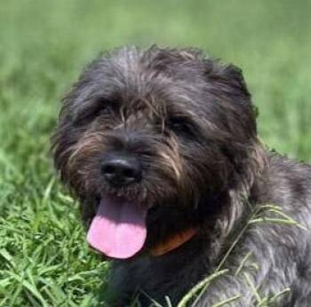 Wally -  Schnauzer Dog for Adoption in Lebanon, Tennessee - Wally | PetCurious