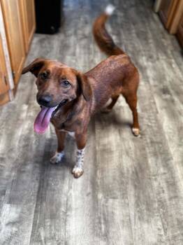 Willow -  Australian Cattle Dog Blue Heeler Dog Available for Adoption in Bend, Oregon - Willow | PetCurious