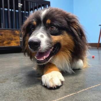 Bentley -  Australian Shepherd Dog for Adoption in Idaho Falls, Idaho - Bentley | PetCurious