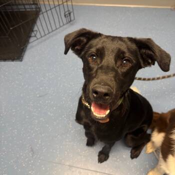 Rescue Black Labrador Retriever Dogs for Adoption in Watertown, New York - Scooter | PetCurious